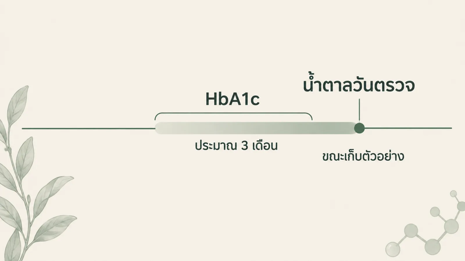 แผนภาพช่วงเวลาที่น้ำตาลวันตรวจกับ HbA1c สะท้อน